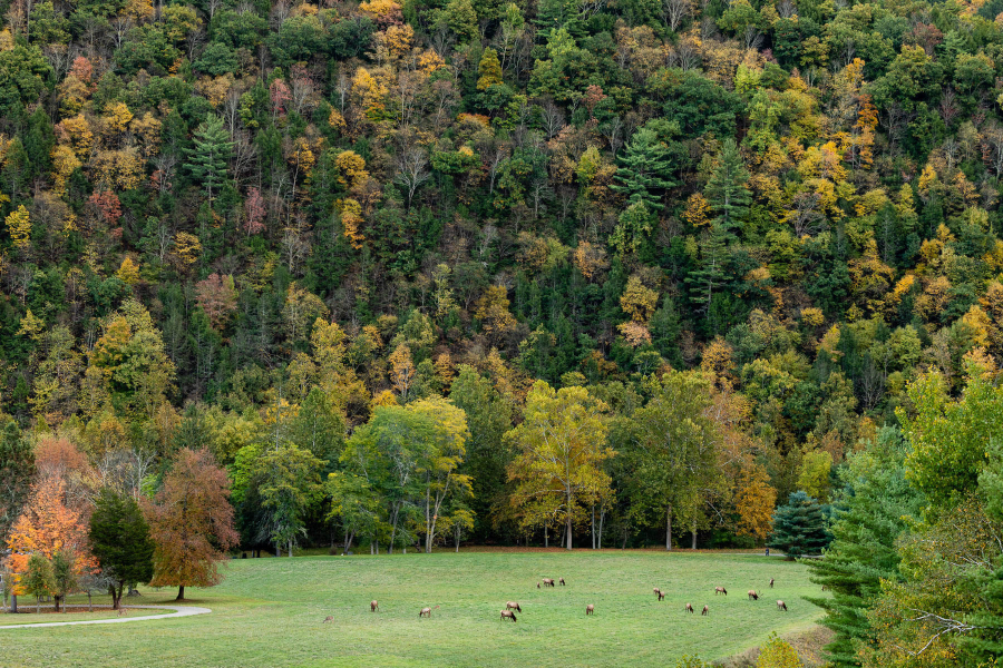 Shown from afar, an elk sits in an open space surrounded by trees.