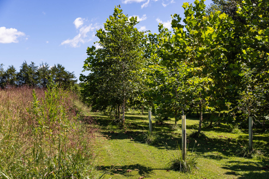 Rows of trees stand next to tall grasses.