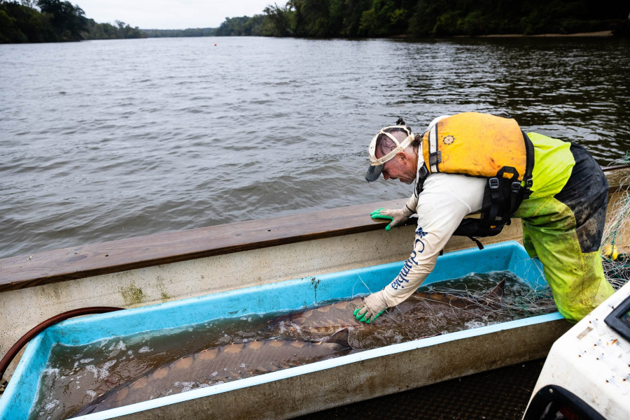 A researcher holds onto the side of the boat while bending over to adjust one of two large sturgeon in a water-filled tub onboard a small boat on a calm gray river.