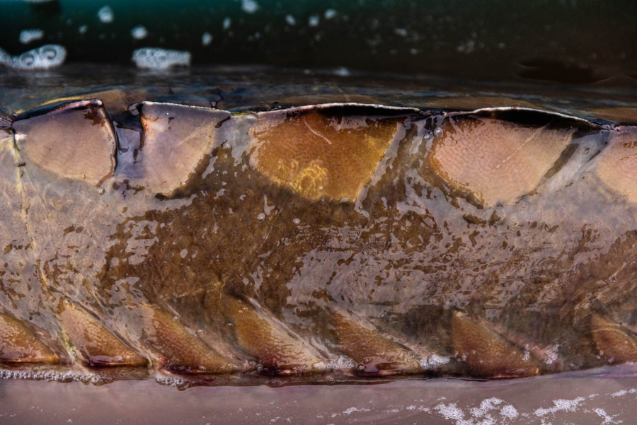 A closeup view of a sturgeon's bony armor, just under the surface of the water.