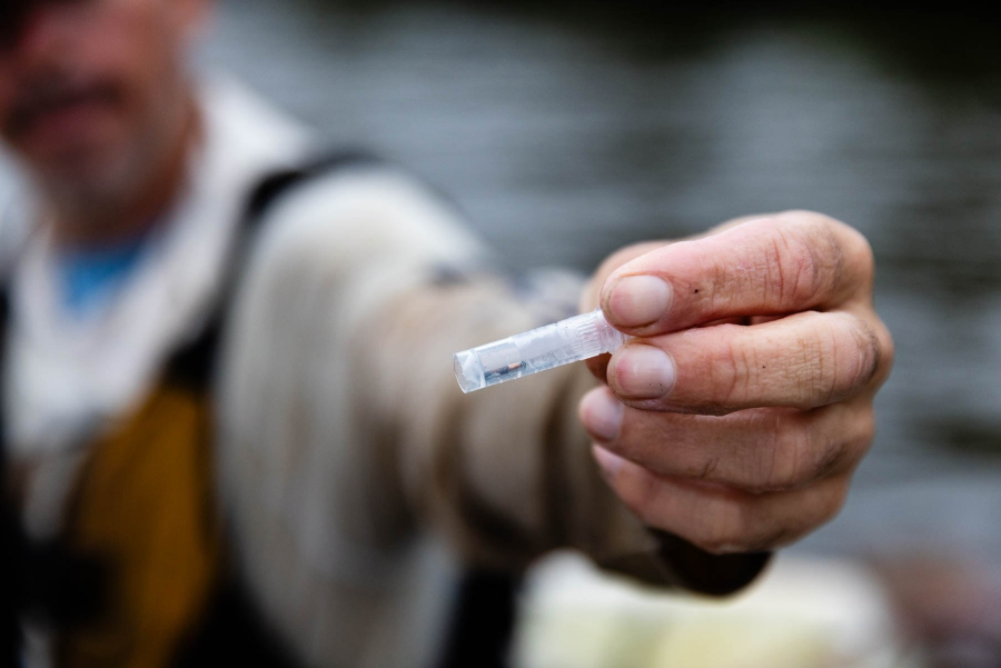 Balazik's wet hand and pruny fingers hold a small, clear plastic vial holding an even smaller PIT tag.