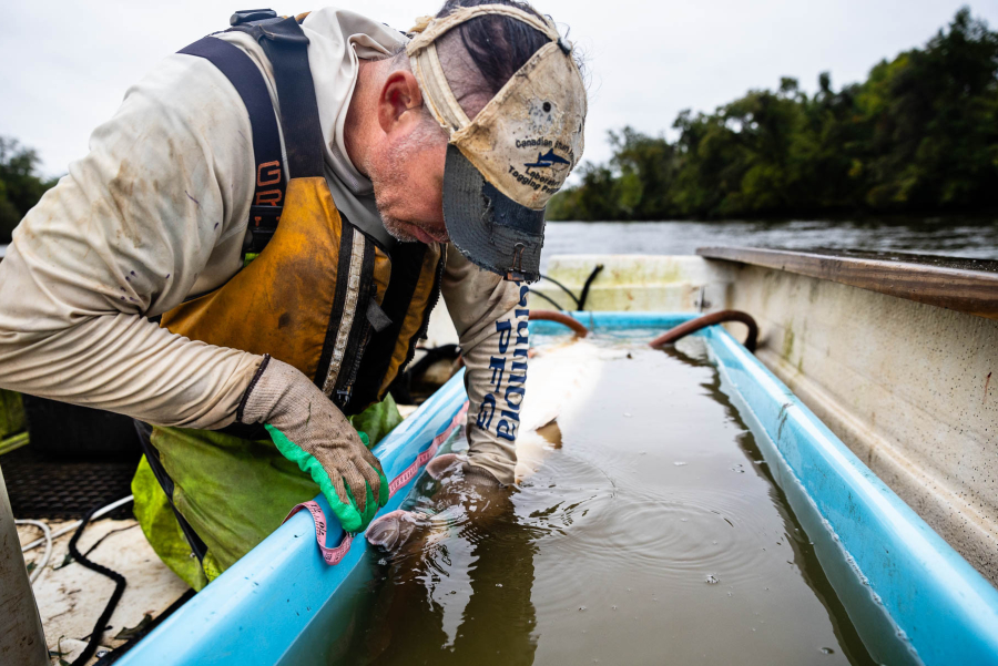 Balazik crouches over a tub of water, holding a sturgeon's tail with one hand and a tape measure in the other.