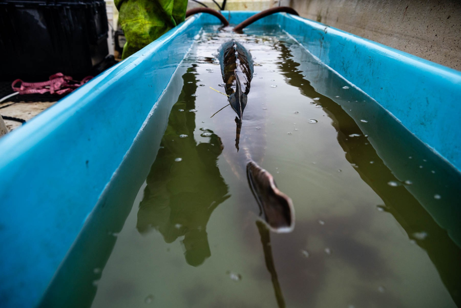 A small plastic wire tag pokes out from the top of a sturgeon resting in a tub of water.