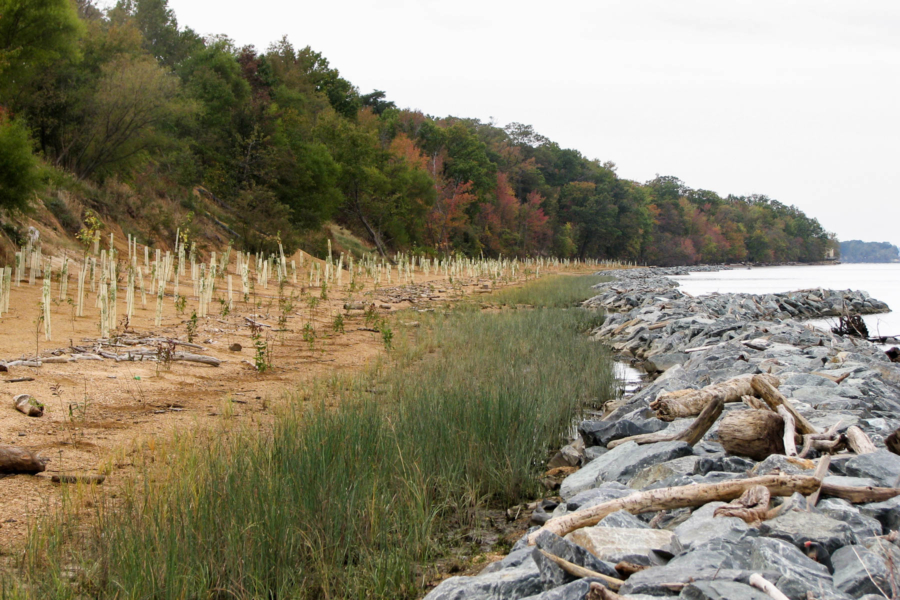 Rows of small trees and shrubs protected by plastic tubes stand between a stone breakwater and larger trees beyond.