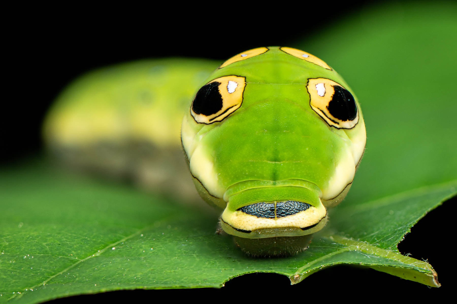 A green spicebush swallowtail caterpillar mimics a snake