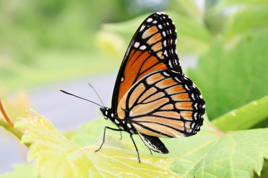 An orange and black viceroy butterfly rests on a leaf