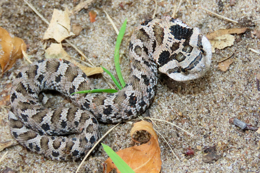 An earth toned pattern appears on the hognose snake which has a flattened head resembling that of a cobra.