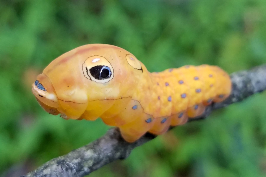 Orange spicebush swallowtail caterpillar appears similar to a snake head.