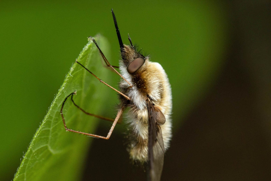 A fuzzy bee fly with a long proboscis sits on a leaf.