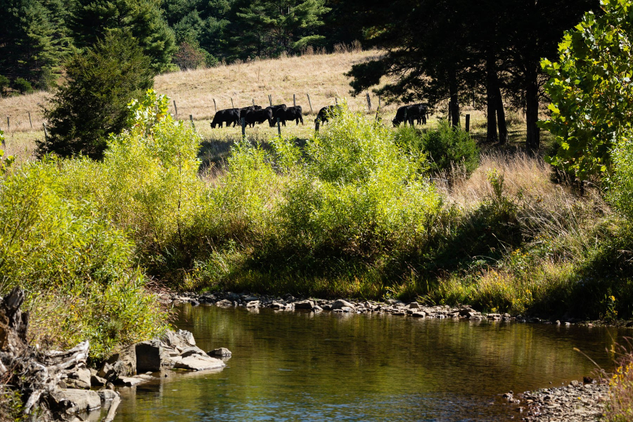 A stream with a pasture behind it and a fence in between keeping the cows out of the stream.