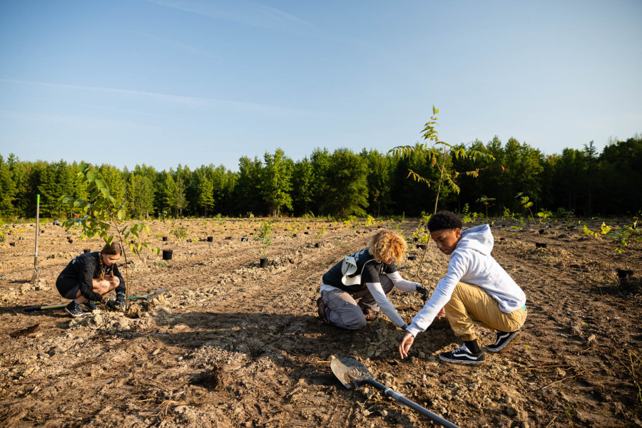 Three students kneel down and plant a tree sapling.