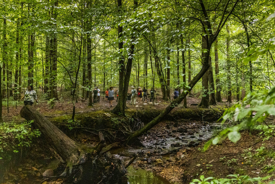 People stop by the site of a grave in a dense forest.