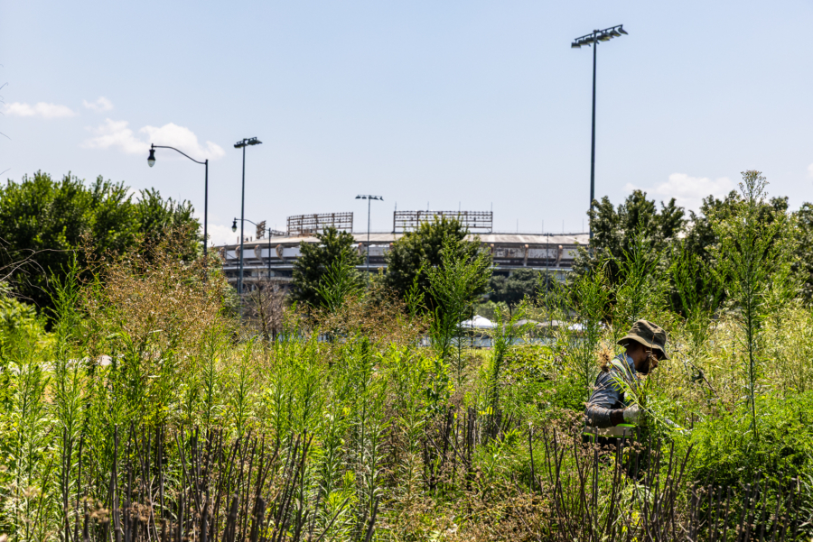 Charles is obscured by tall plants, looking down as RFK Stadium is barely visible beyond tall trees in the distance