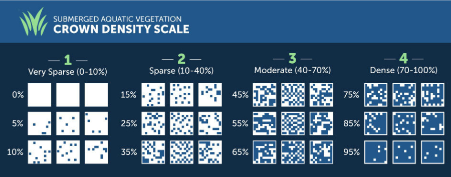 Graphic shows the Crown Density Scale for SAV