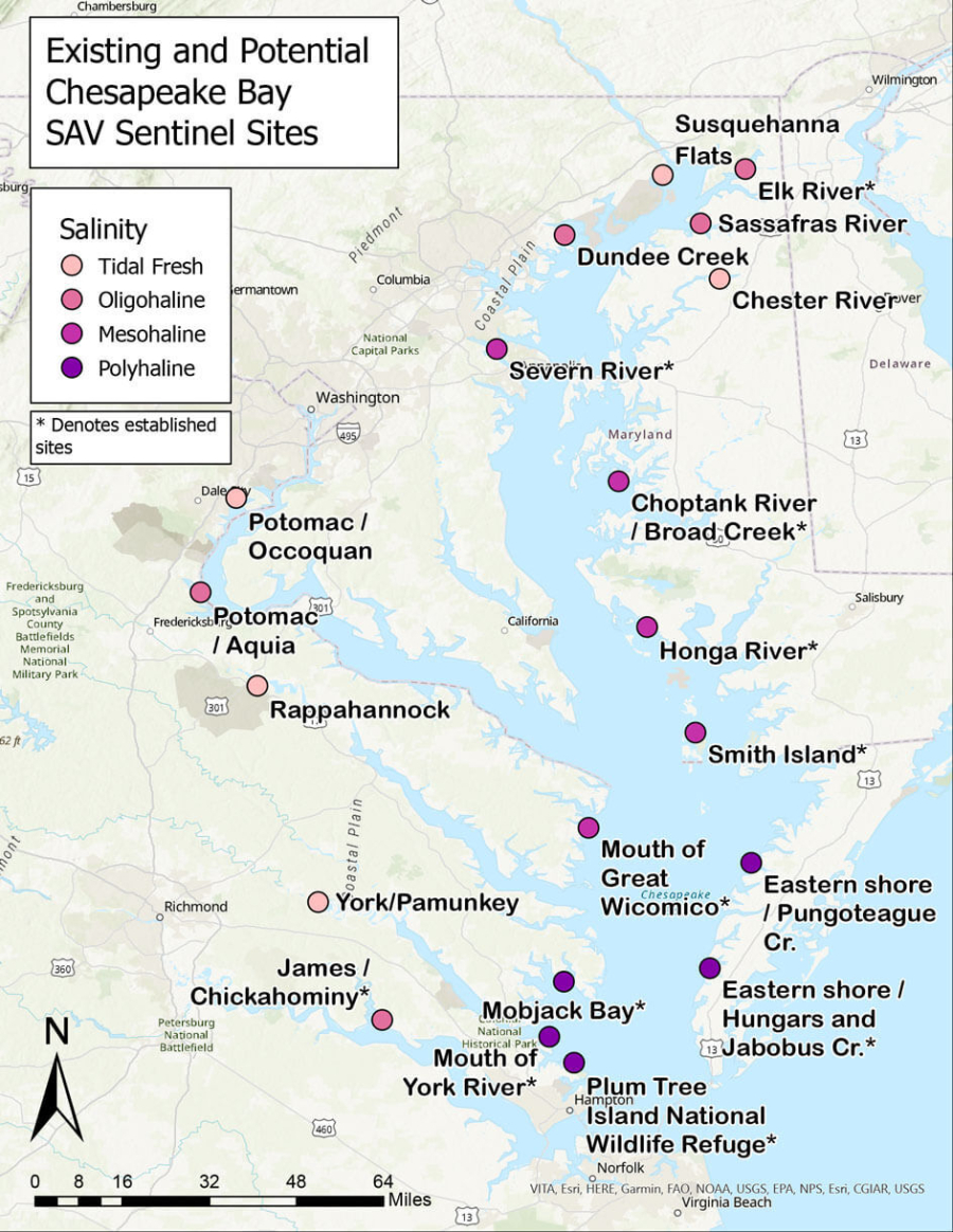 Existing and potential locations for SAV Sentimental Sites are shown on this map of the Chesapeake Bay.