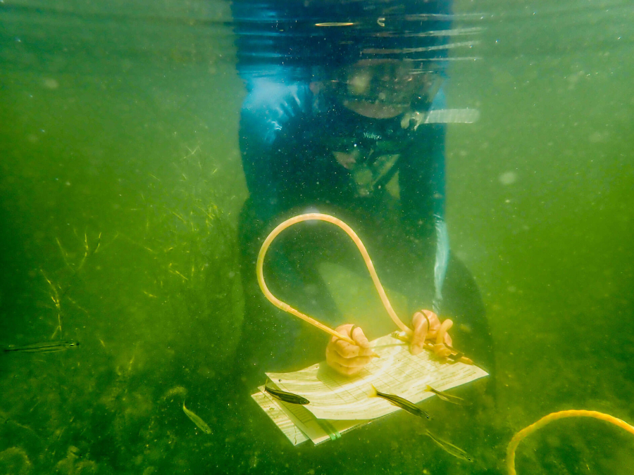 Person writing underwater with special equipment, analyzing SAV.