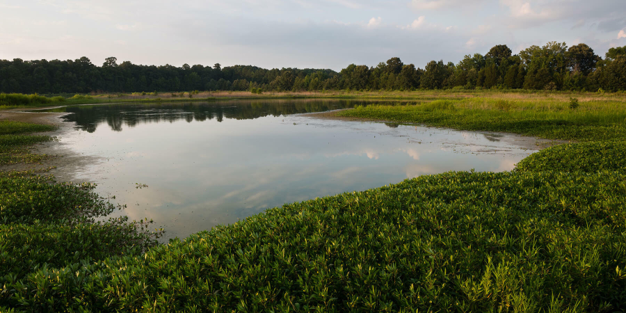 A large pond surrounded by vegetation at the edge of a farm field.