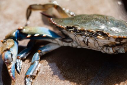 Chesapeake Bay blue crab