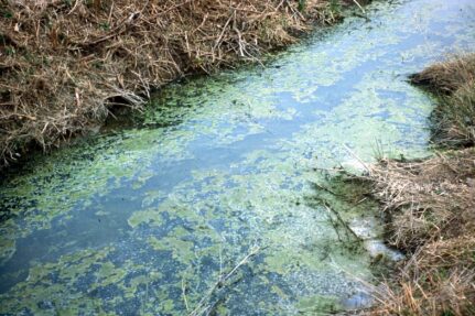 Algae growth is seen in a polluted stream.