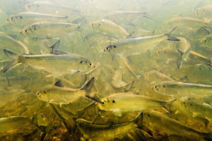 School of shad are seen underwater