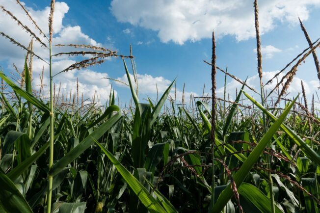 Farm field with blue sky.