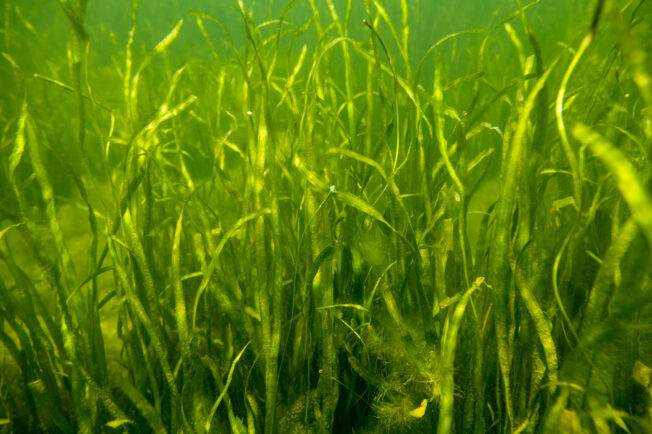 Underwater grass shown.