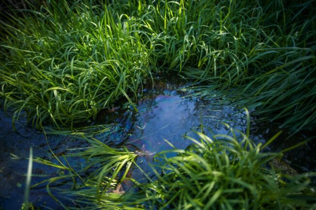 Photo of slightly polluted water that will be absorbed by the ground below.