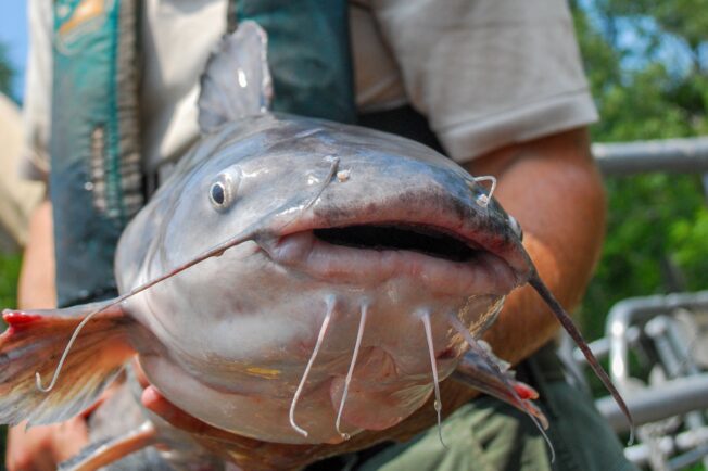 Large blue catfish