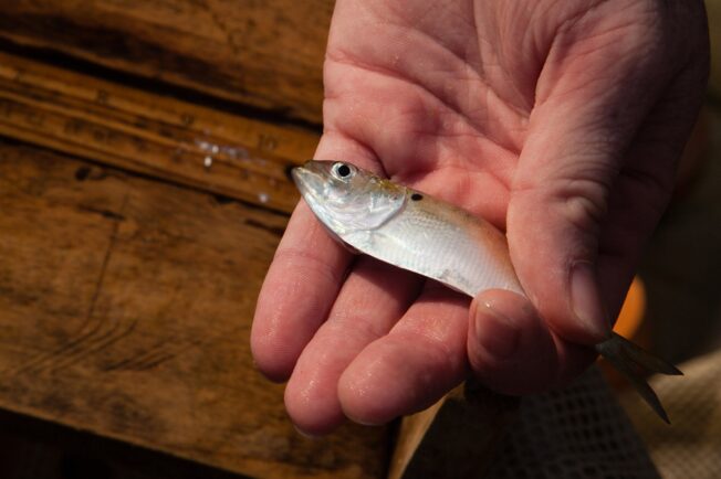 Hand holds a menhaden, about an inch long.