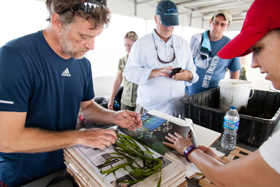 A group of people on a research vessel examining some underwater grasses.