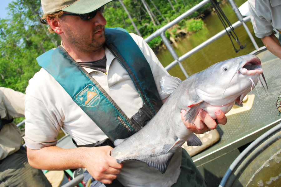 A man on a research vessel uses two hands to hold a large blue catfish.