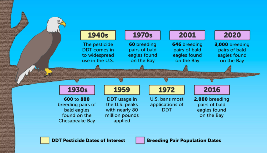 Infographic showing the positive impact the banning of DDT had on bald eagle populations in the Cheapeake Bay watershed.