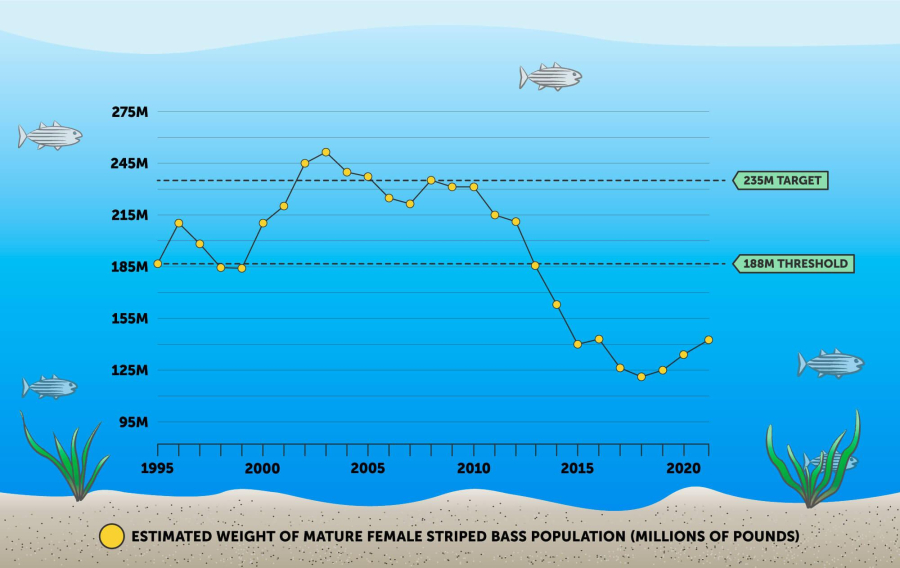 Infographic showing the biomass of adult female striped bass spawning stock along the Atlantic Coast from 1990 to 2021.