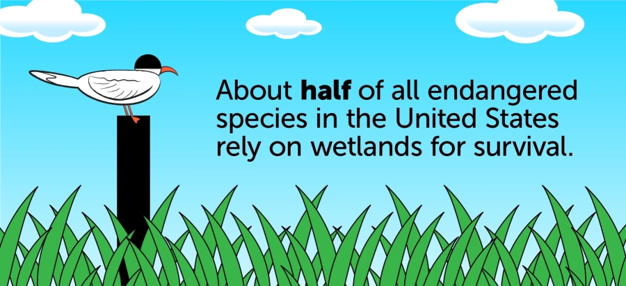 Infographic stating that one in ten of the Chesapeake's endangered species rely on wetlands for survival.